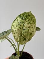 Alocasia Dragon Scale Mint Variegated, Huis en Inrichting, Kamerplanten, Ophalen of Verzenden, Halfschaduw, Minder dan 100 cm