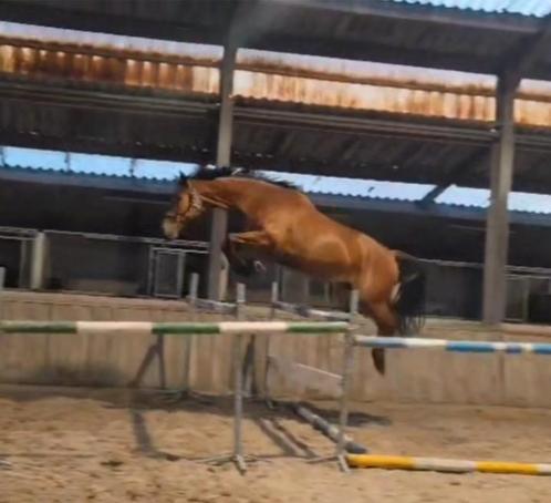 Drachtige merrie Zwiep des Fontaines/freebird (lupicor), Dieren en Toebehoren, Paarden en Pony's | Dekhengsten en Fokmerries, Merrie