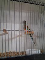 Vele soorten vogels en diervoeders Vanavond geopend, Dieren en Toebehoren, Vogels | Parkieten en Papegaaien