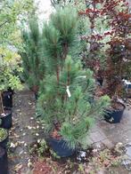 Pinus fastigiata struiken, Ophalen, Volle zon