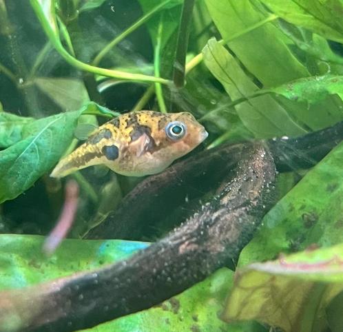 Dwerg kogelvis (2 dames) Carinotetraodon travancoricus, Dieren en Toebehoren, Vissen | Aquariumvissen, Zoetwatervis, Vis