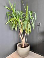 Yucca plant incl pot, Ophalen, Overige soorten, Halfschaduw, In pot