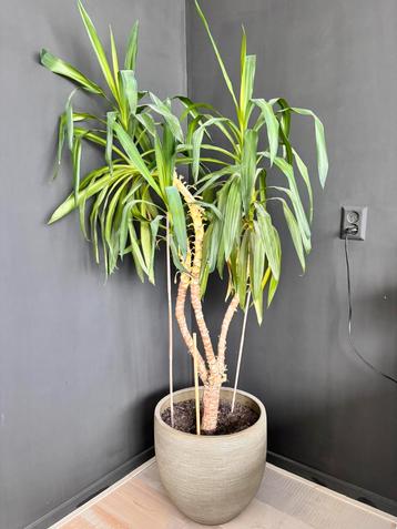 Yucca plant incl pot beschikbaar voor biedingen
