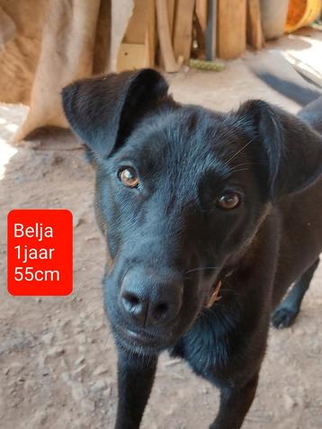 Belja zoekt een lieve baas! beschikbaar voor biedingen