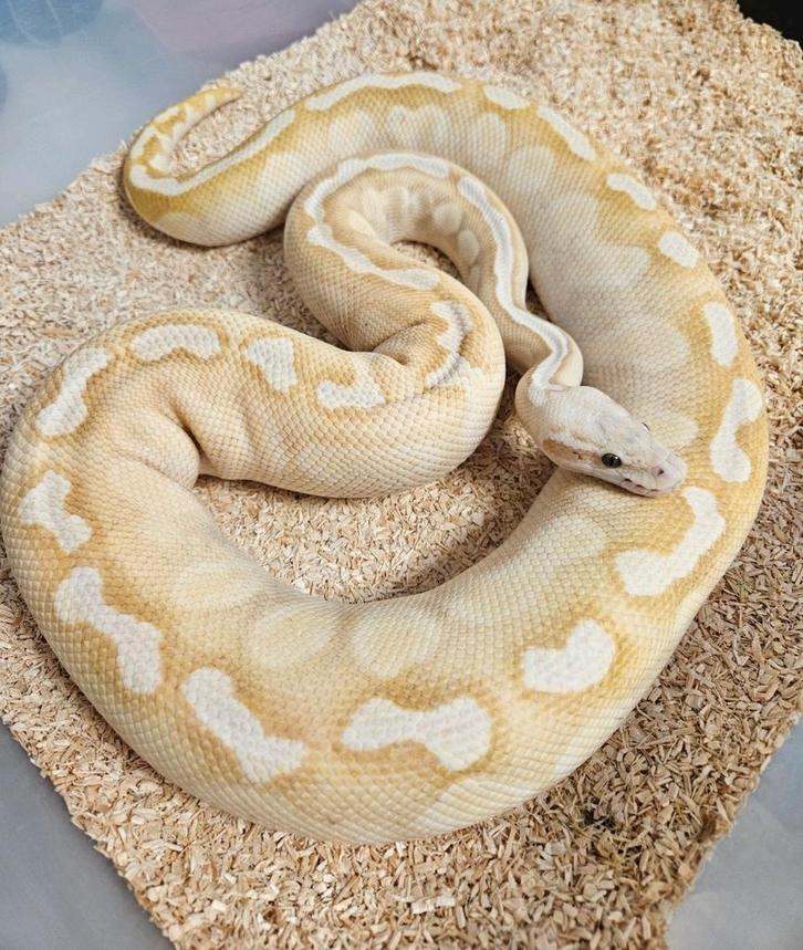 Banana Ghi Fire Pastel Lesser 0.1 Bewezen kweekdame