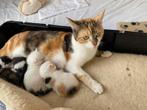 Lieve kittens calico en boerderij, Dieren en Toebehoren, Meerdere dieren, Kortharig, 0 tot 2 jaar