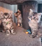 Maine coon kittens, Meerdere dieren, Ontwormd