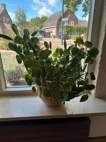 Pannenkoekplant met pot beschikbaar voor biedingen