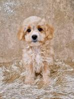 Prachtige boomer x toy poedel pups, Nederland, Overige rassen, CDV (hondenziekte), 8 tot 15 weken
