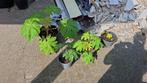 Tetrapanax of rijstpapierplant, Volle zon, Eenjarig, Zomer, Ophalen