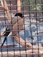 Goudvink pop split geel 2024 ruilen, Mannelijk