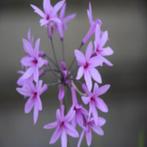 Zaden Tulbaghia violacea lila, Tuin en Terras, Bloembollen en Zaden, Verzenden, Volle zon