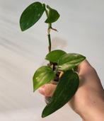 Monstera standleyana, Huis en Inrichting, Kamerplanten, Ophalen of Verzenden, Halfschaduw, Minder dan 100 cm