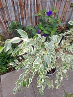 Bonte ficus benjamin ca. 70 cm hoog inclusief pot., Ophalen, Ficus, Halfschaduw, Minder dan 100 cm