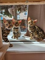 Bengaalse katten, Dieren en Toebehoren, Katten en Kittens | Overige Katten