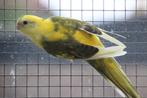 Roodrug parkiet, Dieren en Toebehoren, Mannelijk, Parkiet, Geringd