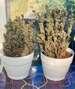 2 grote cactussen, Ophalen, Minder dan 100 cm, Volle zon, In pot