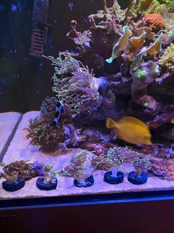 DragonSoul indian toorts beschikbaar voor biedingen