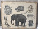Oude schoolplaat met olifant, Antiek en Kunst, Ophalen, Natuur en Biologie