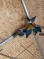 Diverse Agaponis Fischeri, Dieren en Toebehoren