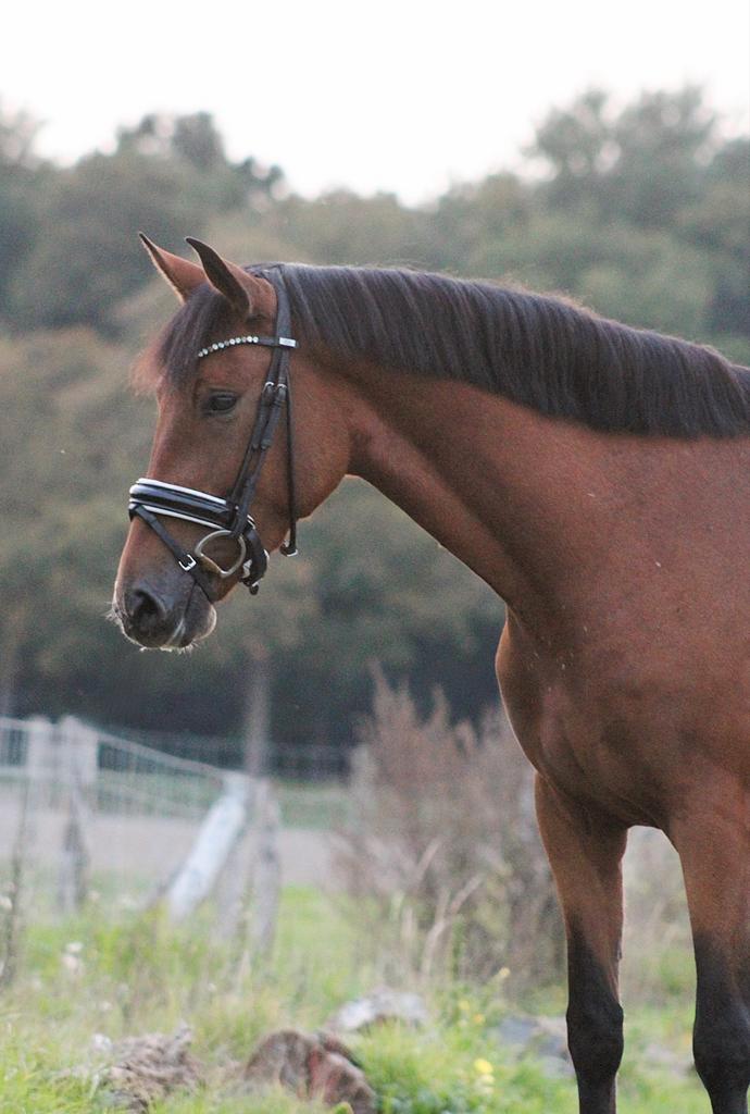 Super lieve 4,5 jarige allround E-pony, Dieren en Toebehoren, Pony's, Merrie, Zadelmak, E pony (1.48m - 1.57m), 3 tot 6 jaar, Gechipt
