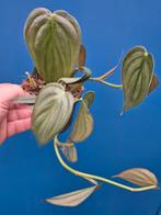 Philodendron Burle Marx Fantasy p12 (2)