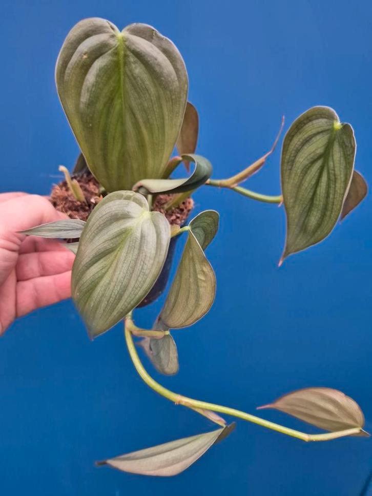 Philodendron Burle Marx Fantasy p12 (2), Huis en Inrichting, Kamerplanten, Minder dan 100 cm, Halfschaduw, Ophalen of Verzenden