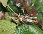 Nimfen van sungaya inexpectata, Dieren en Toebehoren, Insecten en Spinnen, Bijen