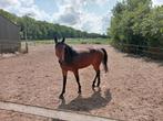 Leuk klein gebleven 4 jarige merrie rond de1.60, Dieren en Toebehoren, Paarden, Merrie, 3 tot 6 jaar
