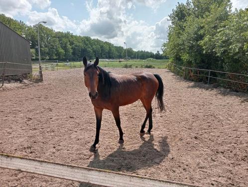 Leuk klein gebleven 4 jarige merrie rond de1.60, Dieren en Toebehoren, Paarden, Merrie, 3 tot 6 jaar