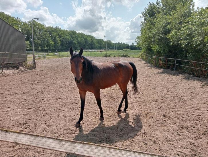 Leuk klein gebleven 4 jarige merrie rond de1.60, Dieren en Toebehoren, Paarden, Merrie, 3 tot 6 jaar