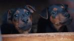 Mooie terrier pups, Parvo, 8 tot 15 weken, Meerdere, Nederland