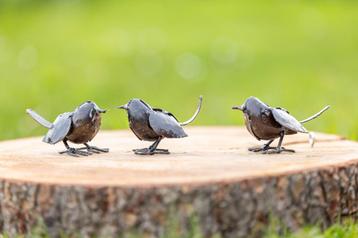 Vogelstjes - Mooievogels