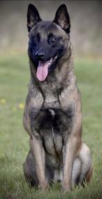 Staat ter dekking Mechelse herder, Dieren en Toebehoren, Honden | Dekreuen, België, Particulier, Reu, CDV (hondenziekte)