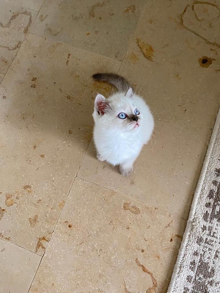 100% Britse korthaar Blue Point kittens 10 weken direct mee, Dieren en Toebehoren, Katten en Kittens | Raskatten | Korthaar, Ontwormd