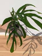 Monstera Croatii, Huis en Inrichting, Kamerplanten, Overige soorten, Ophalen of Verzenden, Minder dan 100 cm, Volle zon