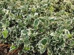 VOORJAARSAANBIEDING: Euonymus jap. Silver Carpet, Overige soorten, Minder dan 100 cm, Struik, Ophalen