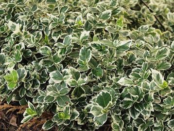 VOORJAARSAANBIEDING: Euonymus jap. Silver Carpet