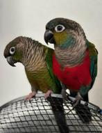 Pyhurrha's zoeken met spoed een nieuw huis, Dieren en Toebehoren, Vogels | Parkieten en Papegaaien, Meerdere dieren, Dwergpapegaai of Agapornis