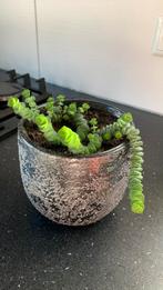 Vet plant met pot €7, Huis en Inrichting, Kamerplanten, Ophalen, Halfschaduw, Minder dan 100 cm