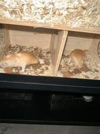 Jonge, handtamme gerbils, November, Meerdere dieren, Overige typen, Tam