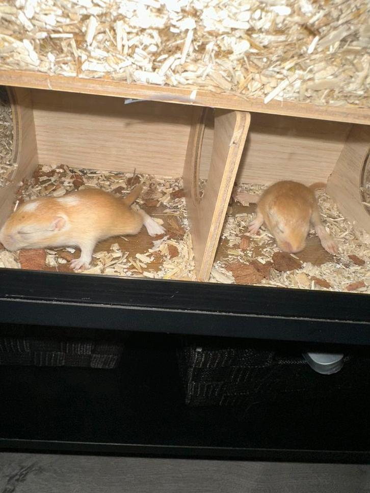 Jonge, handtamme gerbils, Dieren en Toebehoren, Knaagdieren, Meerdere dieren, Overige typen, November, Tam