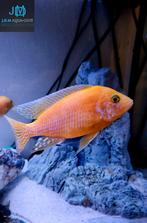 Te koop koppel aulonocara firefish malawi cichliden, Dieren en Toebehoren, Vissen | Aquariumvissen, Vis, Zoetwatervis