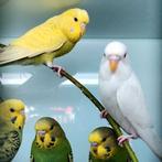 Grasparkietjes te koop, Dieren en Toebehoren, Vogels | Parkieten en Papegaaien, Meerdere dieren, Parkiet