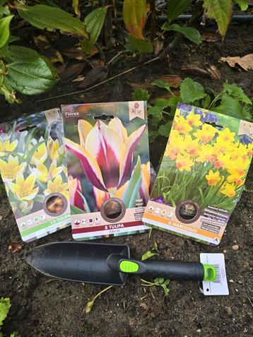 Bloembollen Mix Tulipa en Narcissus Jetfire - 28 bollen beschikbaar voor biedingen