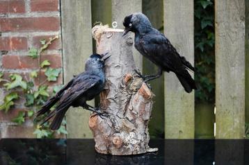 KORTING opgezette kauw Taxidermie beschikbaar voor biedingen