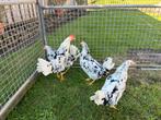 TE KOOP 3 BONTE LEGHORN HENNEN MET 1 HAAN, Dieren en Toebehoren, Pluimvee, Meerdere dieren, Kip