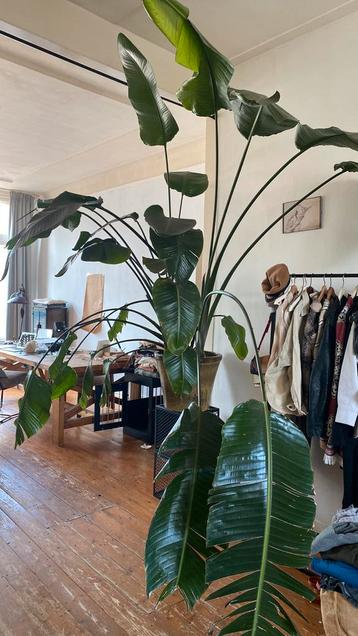 Strelitzia met pot 2.50 M beschikbaar voor biedingen