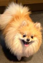 pomeriaan, Ophalen of Verzenden