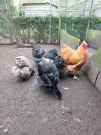Orpington groot, Dieren en Toebehoren, Meerdere dieren, Kip
